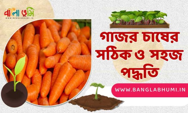 গাজর চাষের পদ্ধতি - Carrot Cultivation Method in Bangla