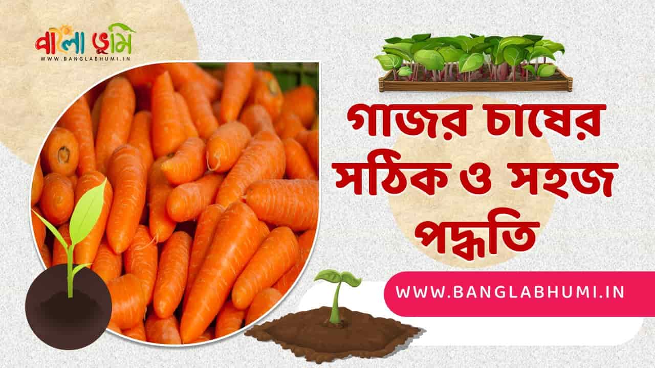 গাজর চাষের পদ্ধতি - Carrot Cultivation Method in Bangla