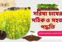 সরিষা চাষের পদ্ধতি - Mustard Cultivation Method in Bangla