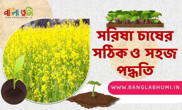 সরিষা চাষের পদ্ধতি - Mustard Cultivation Method in Bangla