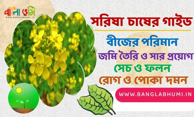 সরিষা চাষের পদ্ধতি -  Mustard Cultivation Method in Bangla