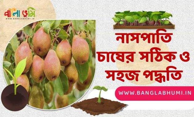 নাসপাতি চাষের পদ্ধতি - Pears Cultivation Method in Bengali