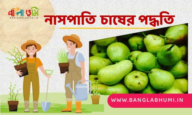 নাসপাতি চাষের পদ্ধতি - Pears Cultivation Method in Bengali