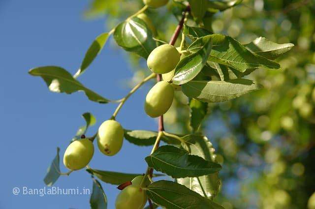 Indian Jujube Cultivation Method