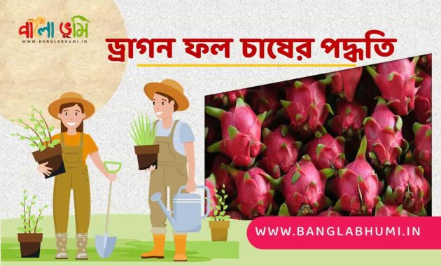ড্রাগন ফল চাষের পদ্ধতি - Dragon Fruit Cultivation Method in Bengali