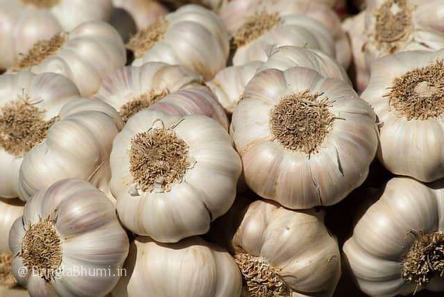 Garlic Cultivation Method And Guide