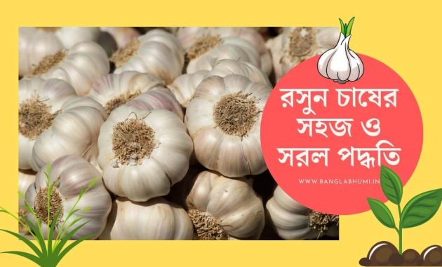 রসুন চাষের পদ্ধতি - Garlic Cultivation Method in Bangla