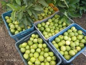How To Cultivate Guava? Know Rules and Care of Guava Cultivation