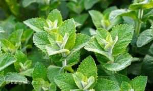 Mint Leaf Cultivation Methods And Benefits