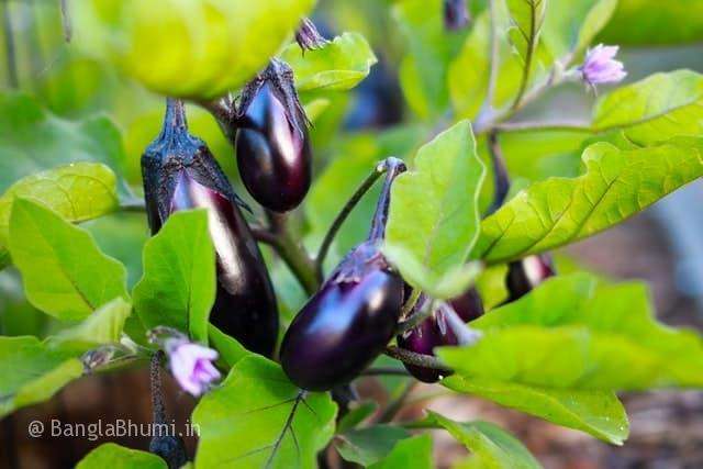 How To Cultivate Eggplant know Method Of Eggplant Cultivation