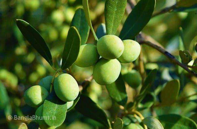 How to Cultivate Olives and Complete Method