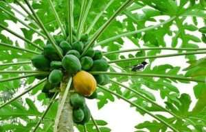 Correct Method Of Papaya Cultivation