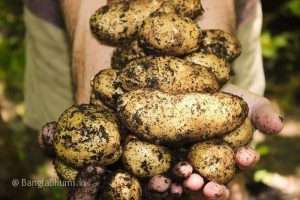 Potato Cultivation Methods And Detailed Information