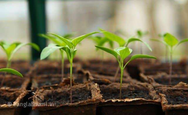 How to Growing Vegetables Without Soil