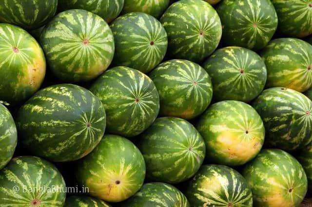 Easy Method of Watermelon Cultivation