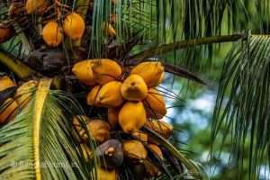 How to Cultivate Coconut and Method