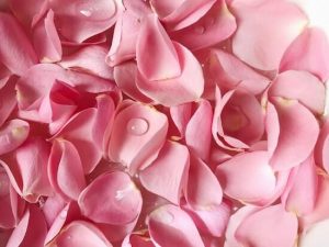 6 Benefits and Uses of Rose Water in Bangla