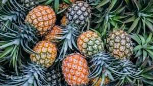 Effective Pineapple Cultivation Method in Bangla