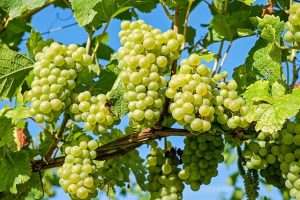 Grapes Cultivation Method in Bangla