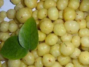 Indian Gooseberry Cultivation Method in Bangla