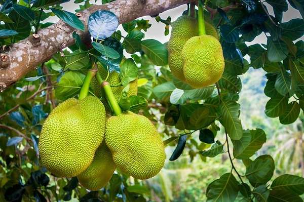 Best Cultivation Method of Jackfruit in Bangla