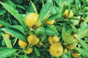 Lemon Cultivation Method in Bangla