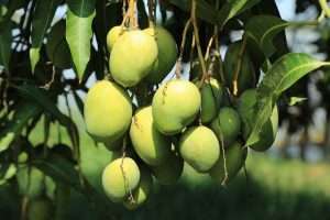 Mango Cultivation Method in Bangla