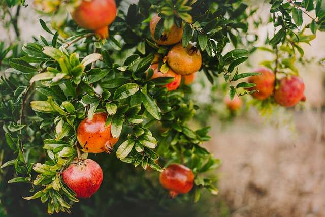 Pomegranate Cultivation Method in Bangla - Full Guide