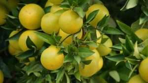 Batabi Lemon or Pomelo Cultivation Method in Bangla