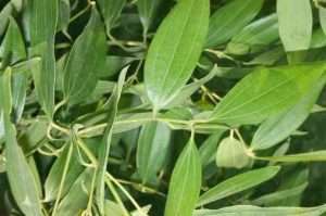 Cinnamomum Tamala Cultivation Method in Bangla