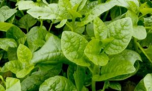 Malabar spinach Cultivation Method in Bangla