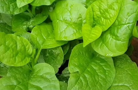 Malabar spinach Cultivation Method