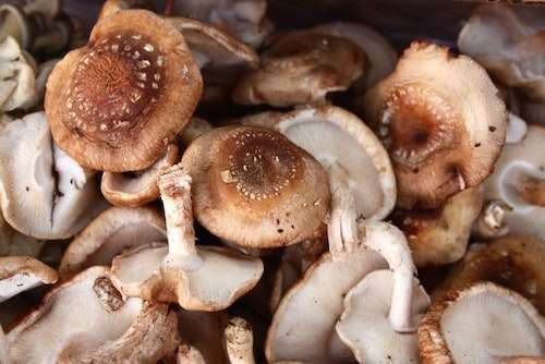 Mushroom Harvesting Method in Bangla