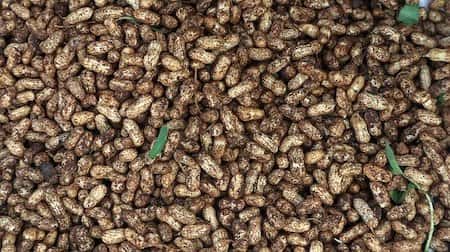 Peanuts Harvesting Method in Bangla