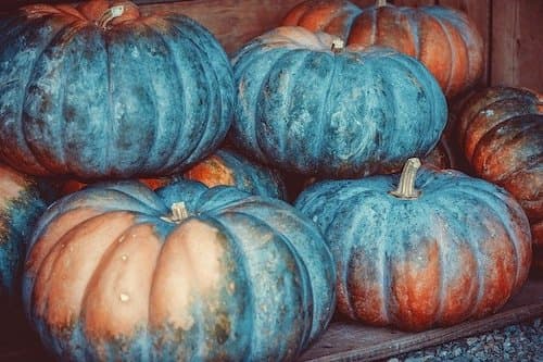 Pumpkin Cultivation Method