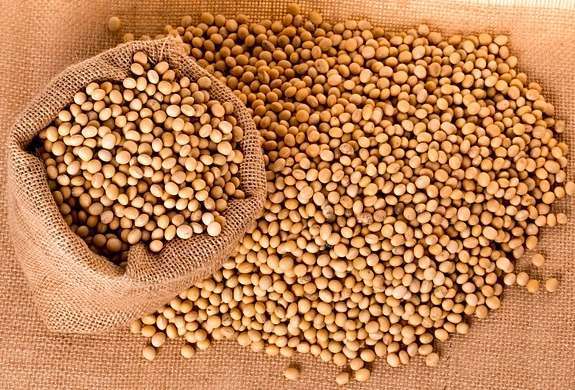 Soybean Cultivation Method in Bangla