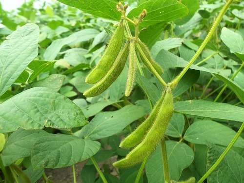 Soybean Harvesting Method in Bangla