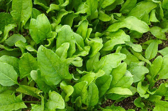 Spinach Cultivation Method in Bangla