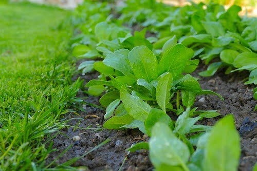 Spinach Plantation Method in Bangla