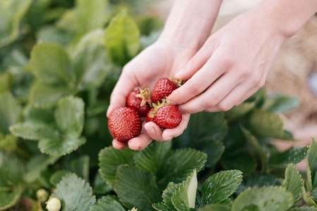Easy Strawberry Farming Method in Bangla
