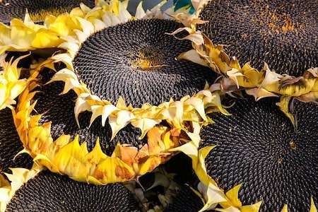 Sunflower Harvesting Method in Bangla