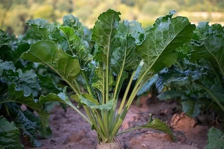 Turnip Cultivation Method