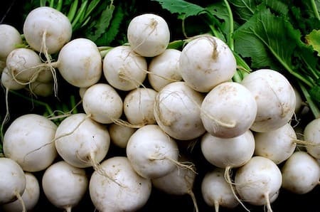 Turnip Harvesting Method in Bangla