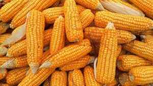 Corn Cultivation Method in Bangla