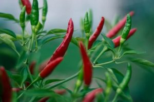 Chili Pepper Cultivation Method in Bangla
