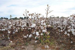 Cotton Cultivation Method in Bangla