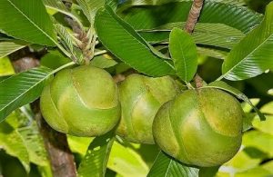 Dillenia Indica Cultivation Method in Bangla