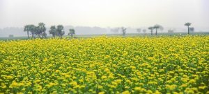Mustard Plant Cultivation Method in Bangla