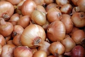 Onion Cultivation Method in Bangla