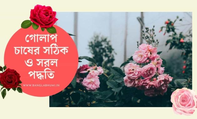 গোলাপ চাষের সঠিক ও সরল পদ্ধতি | Rose Cultivation Method in Bangla